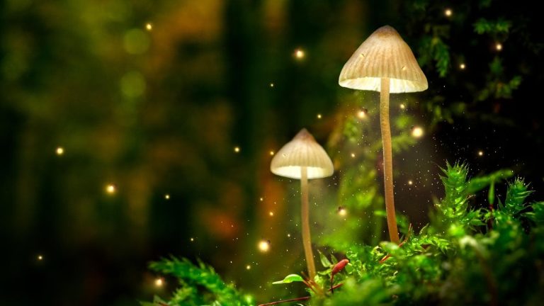 Fascinating fungi questions and answers