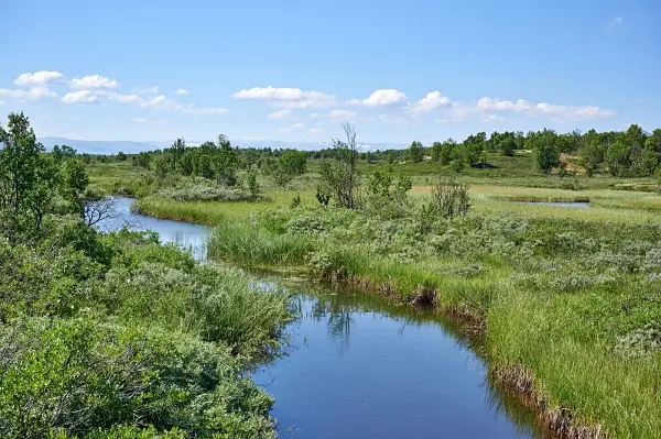 Restoring our world: Standards of practice to guide ecosystem restoration