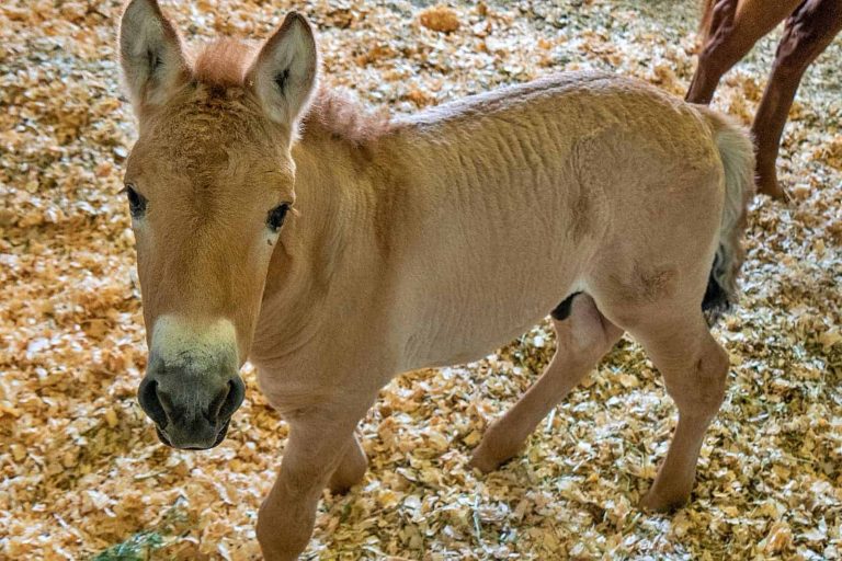 Cloned Przewalski’s Foal’s Birth Offers Genetic Diversity for Endangered Species
