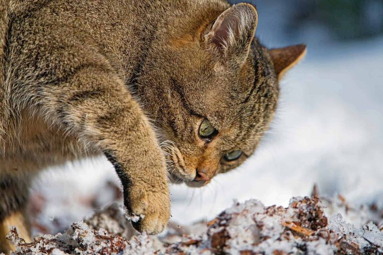 Wildcats threatened by domestic cats in the Jura mountains