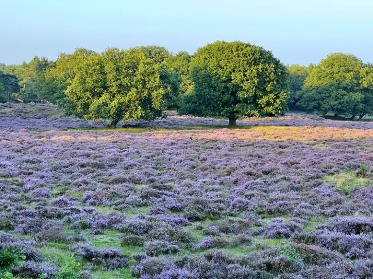 Preserving Green Heritage: Endangered Native Trees and Shrubs in the Netherlands