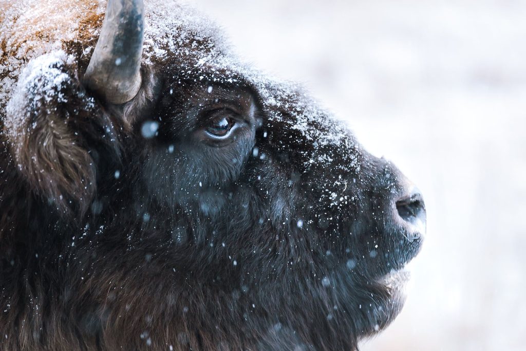 Snow Falling on a Bison