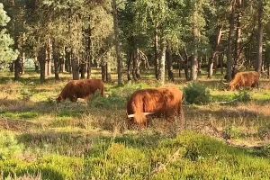 Grote herbivoren in Nederlands bos