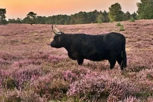 Grote herbivoren op Nederlandse heide