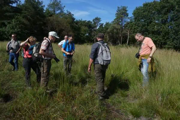 Wisent excursie Veluwe