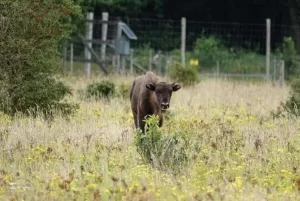 Wisent calf - excursion