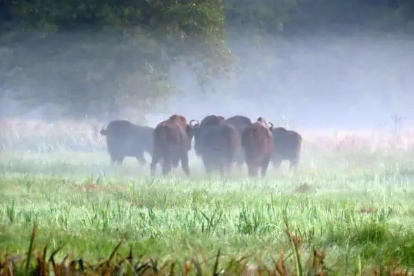 Wisent excursie Veluwe