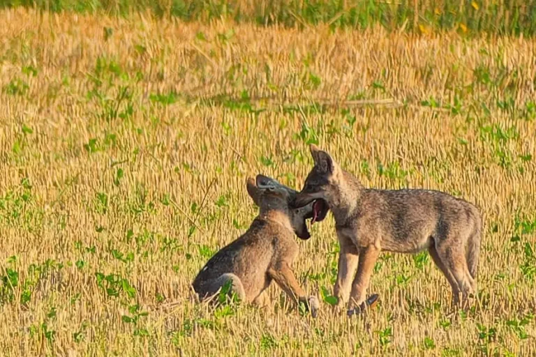 wolf pups frolic in the Veluwe area