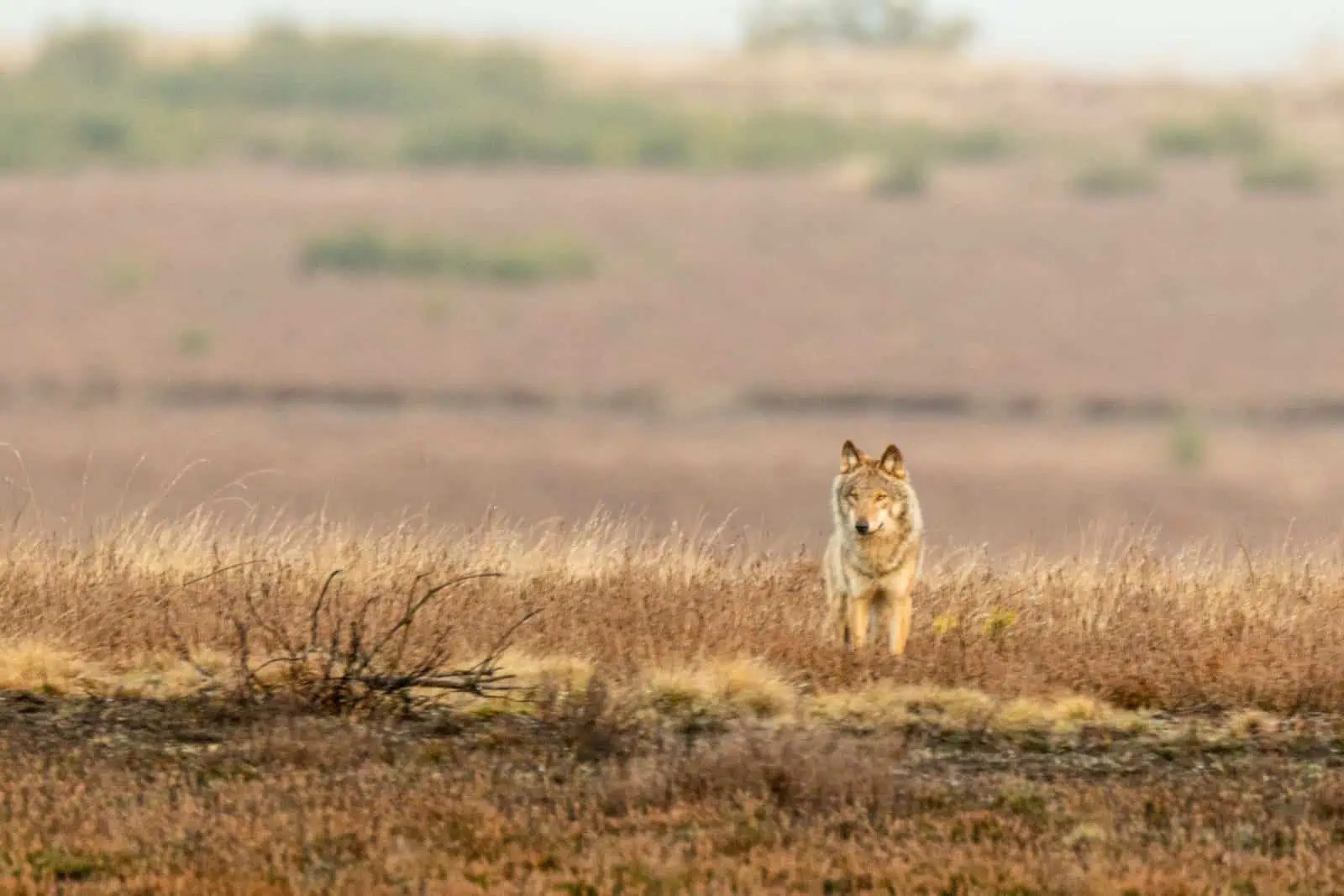 wolf tourism