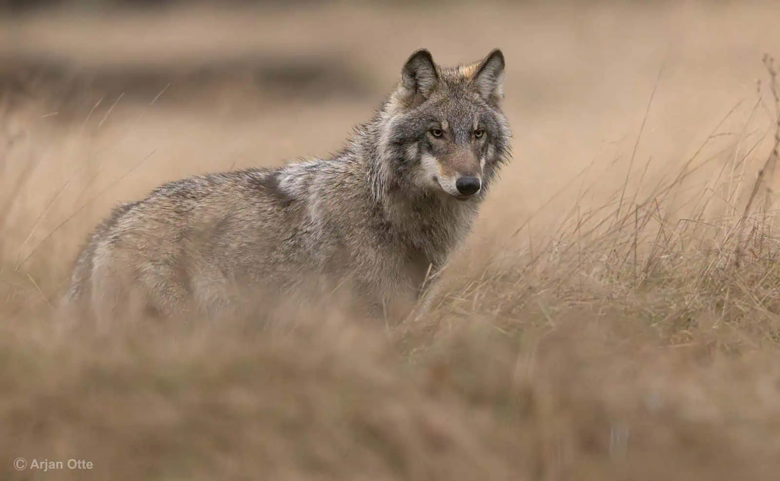 wolf excursion veluwe