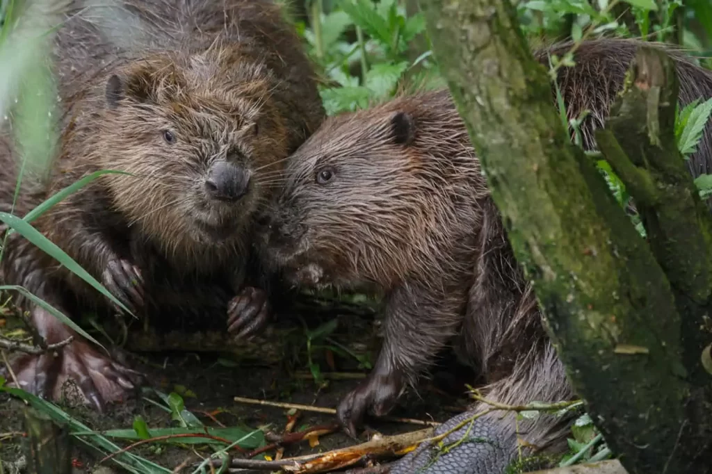 how beavers engineer ecosystems