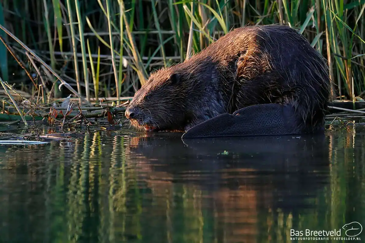 how beavers engineer ecosystems