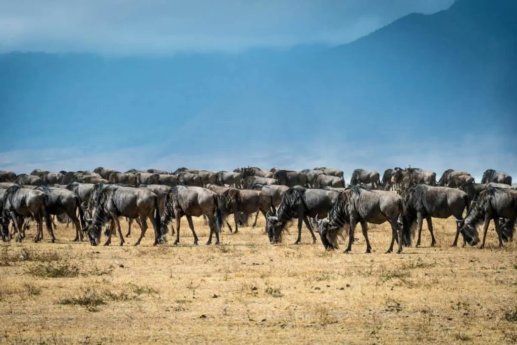 how wildebeest plant trees