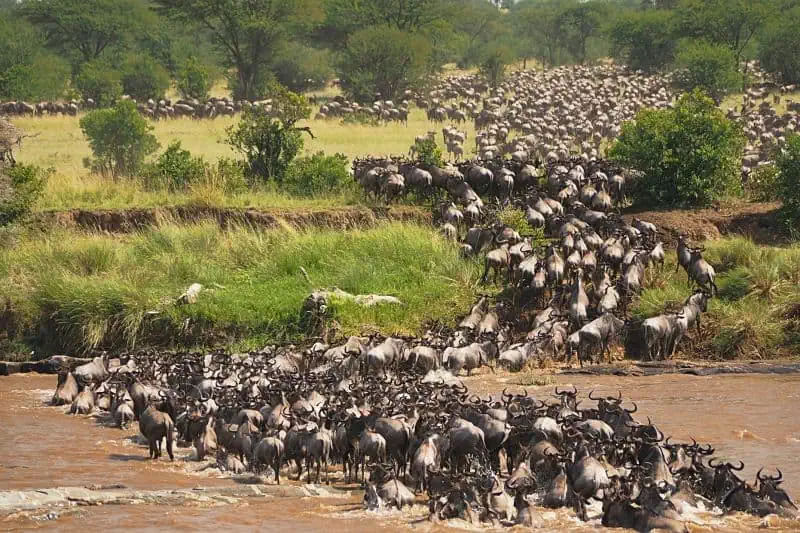 how wildebeest pant trees