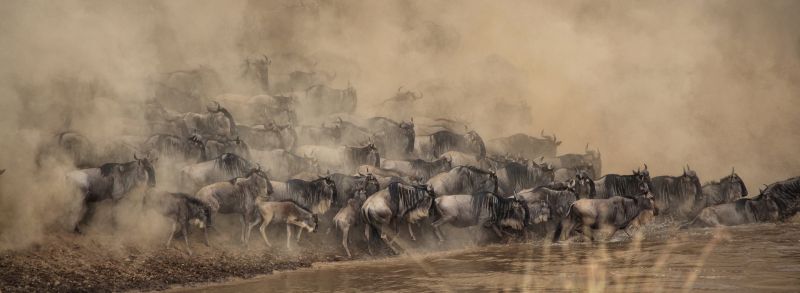 how wildebeest pant trees