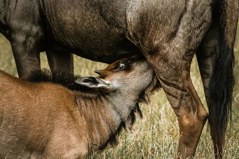 how wildebeest pant trees