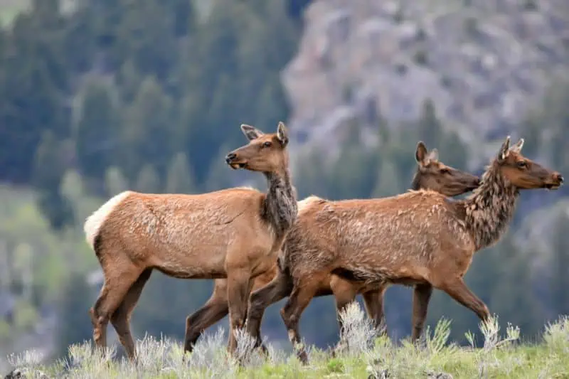 Yellowstone deer - how wolves change rivers