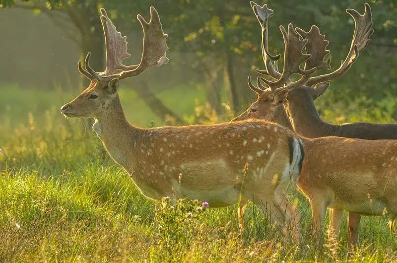 Fallow deer (Photo: Jacek Ulinski/Unsplash)