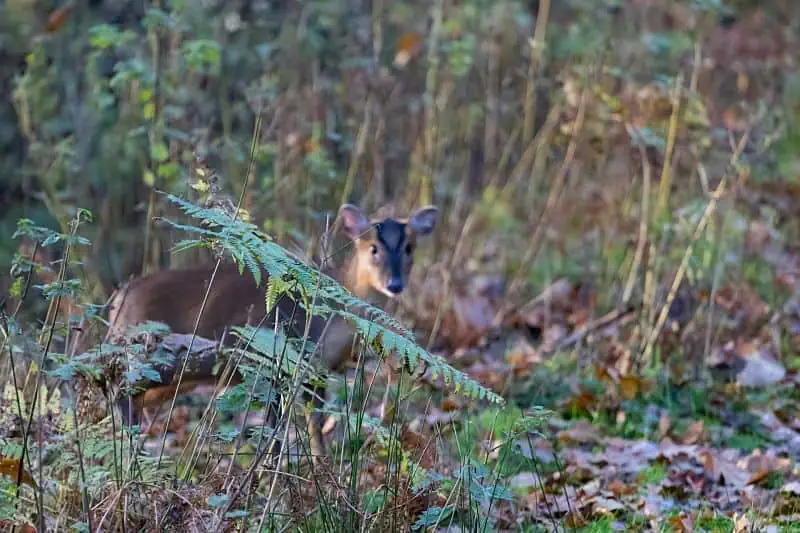 Muntjac (Photo: TheOtherKev/Pixabay)