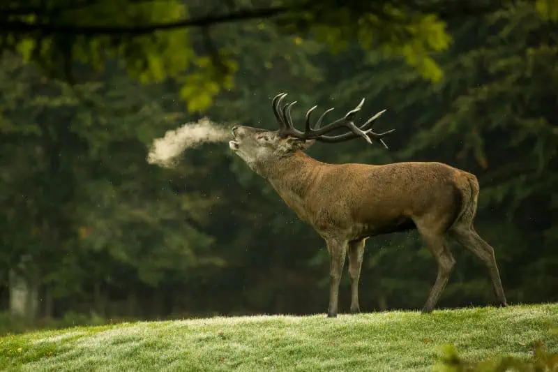 Red deer (photo: Diana Parkhouse/Unsplash)