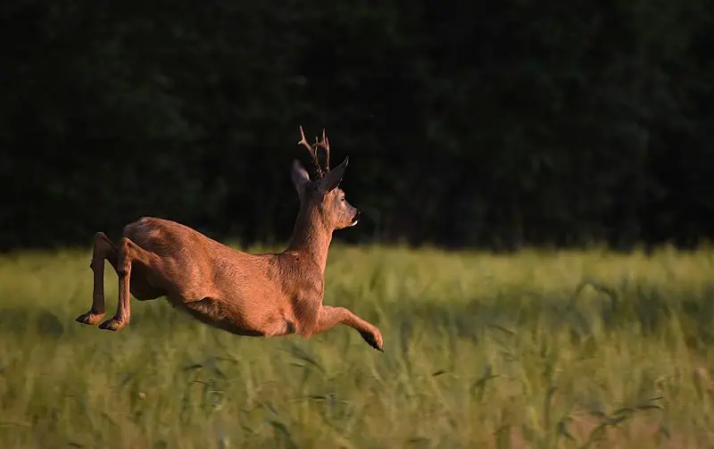 Roe deer (Agata Kaczówka /Unsplash)