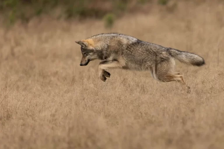 wolf