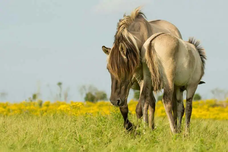 Konik horses, Oostvaardersplassen