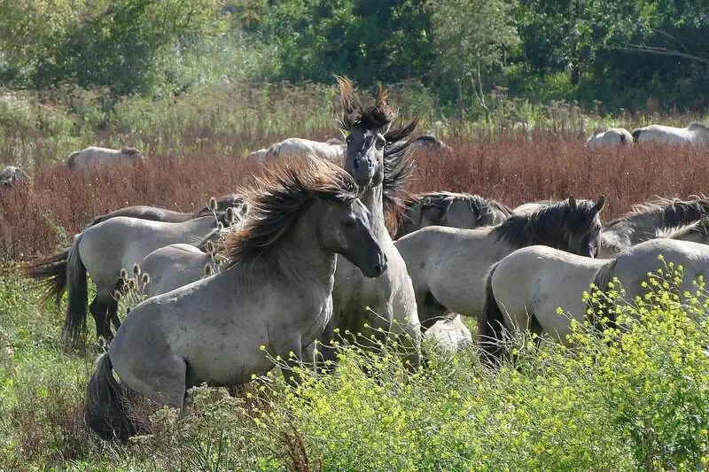 Konik horses, Oostvaardersplassem