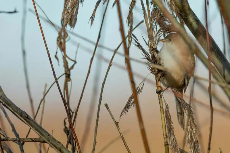 Bird in Oostvaardersplassen