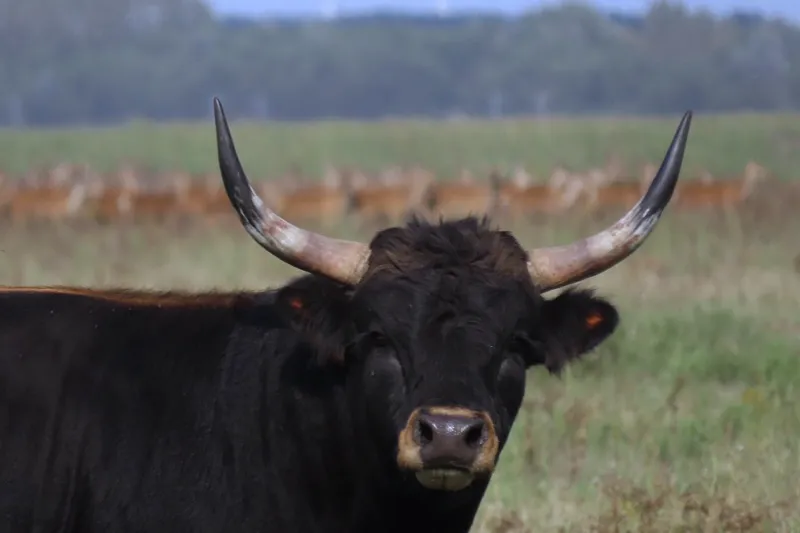 Heck cattle