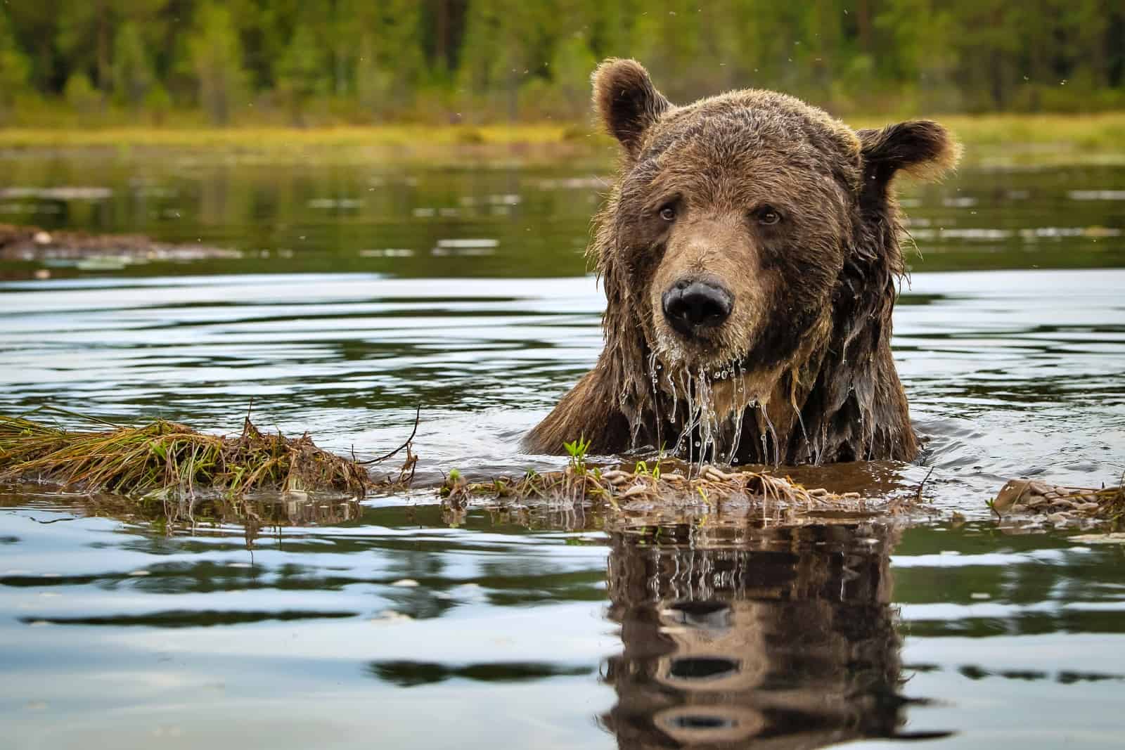 How can brown bears live alongside humans?