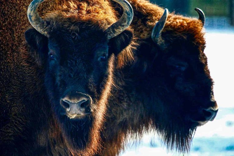European bison recovering, thanks to continued conservation efforts – IUCN Red List