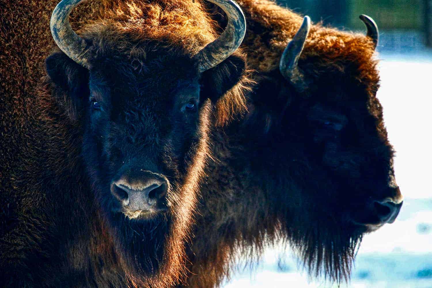 European bison recovering, thanks to continued conservation efforts – IUCN Red List