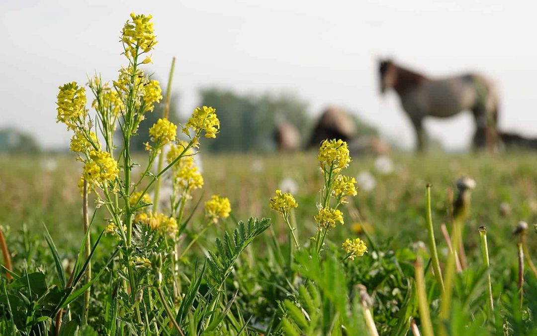Grazing Management in practice