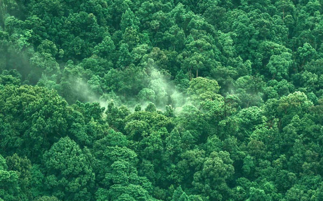 REDD+ capacity development