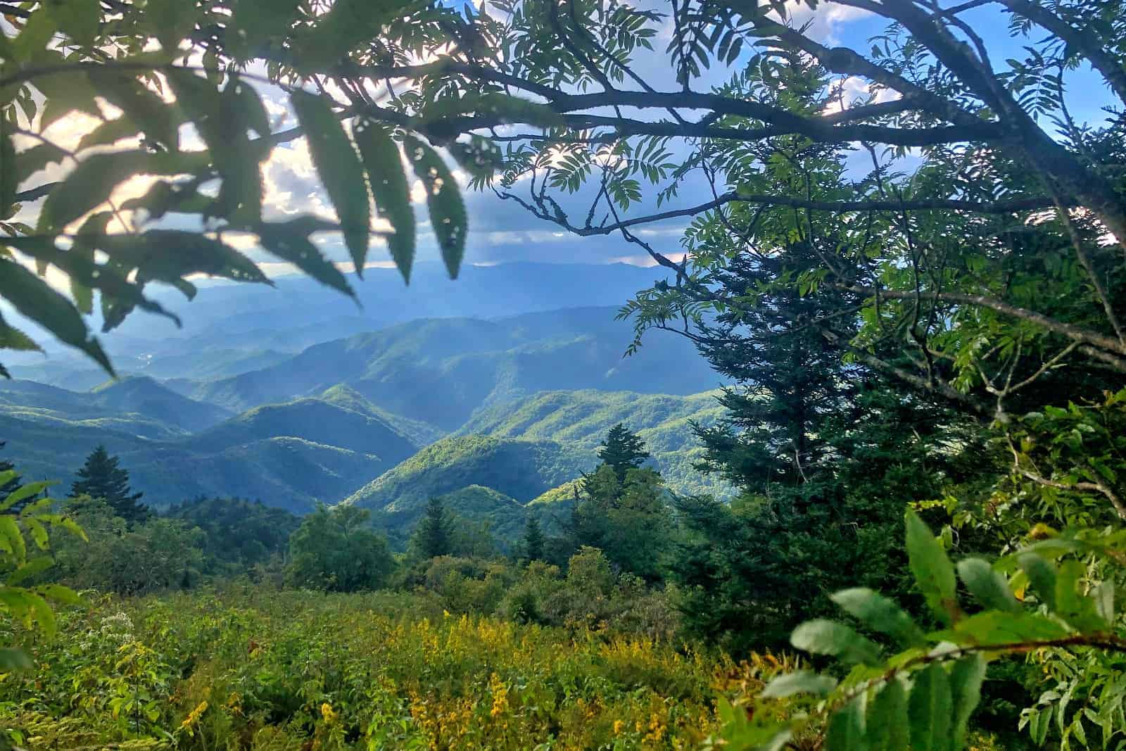 Ecosystem Restoration Rewilding Academy