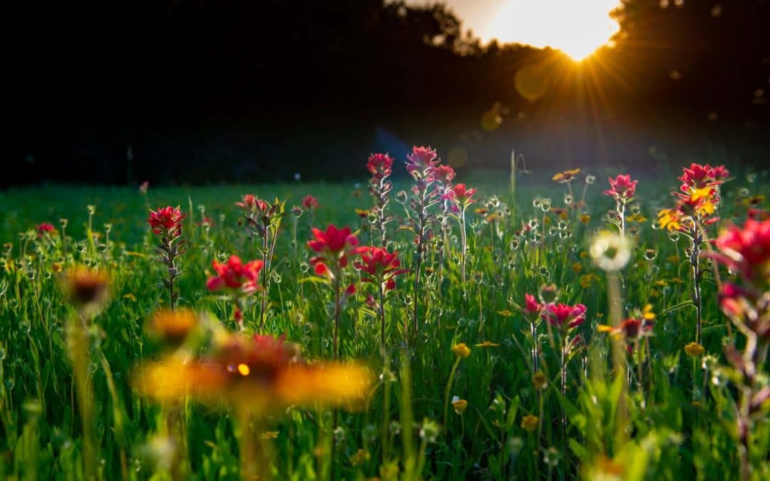 Gardening for Wildlife