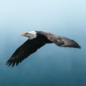 eagle bird in flight representing rewilding capacity building.