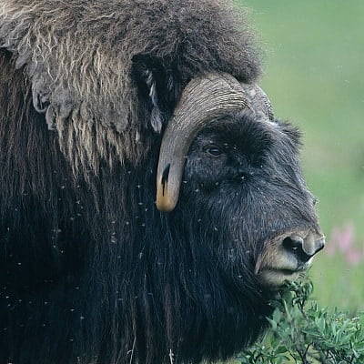 Muskox represnting learning about rewilding and wildlife.