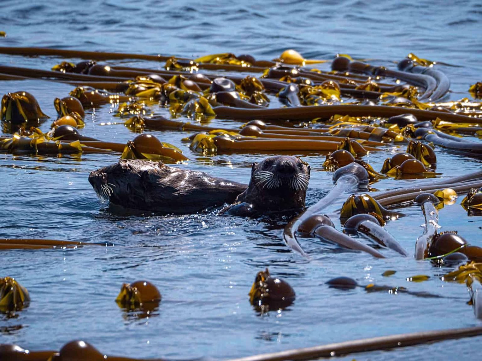 Lessons Learned From Kelp Restoration Around The World Rewilding Academy