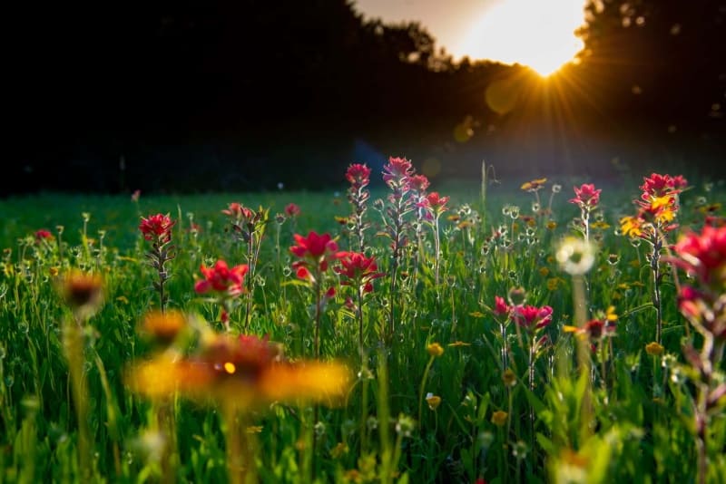 Flowered meadow with forest in the background representing a cover image of a course on rewilding your garden and how to bring life back to it.