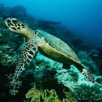 Ambitious new environmental challenge aims to rewild 40 globally significant island ecosystems from ridge to reef by 2030