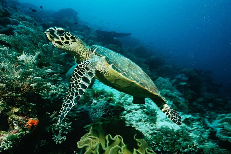 Ambitious new environmental challenge aims to rewild 40 globally significant island ecosystems from ridge to reef by 2030