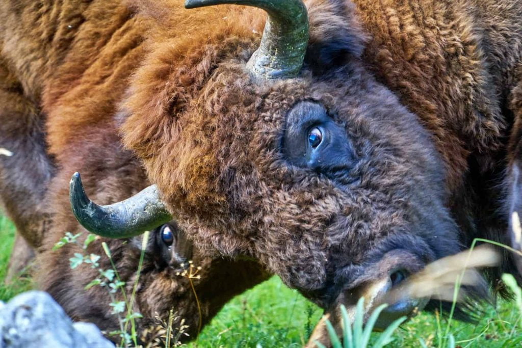 European bison fighting