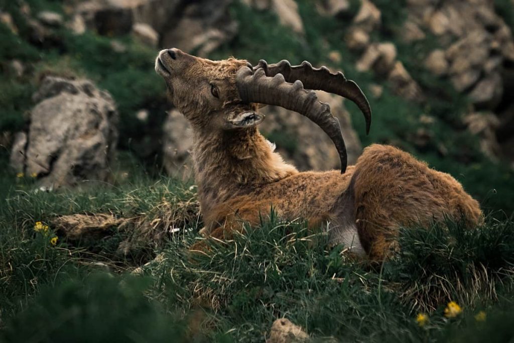 Ibex - mammals return to Europe - rewilding