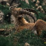 Wild mammals flourishing again in Europe thanks to conservation efforts