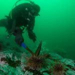 A global platform for kelp forest restoration projects
