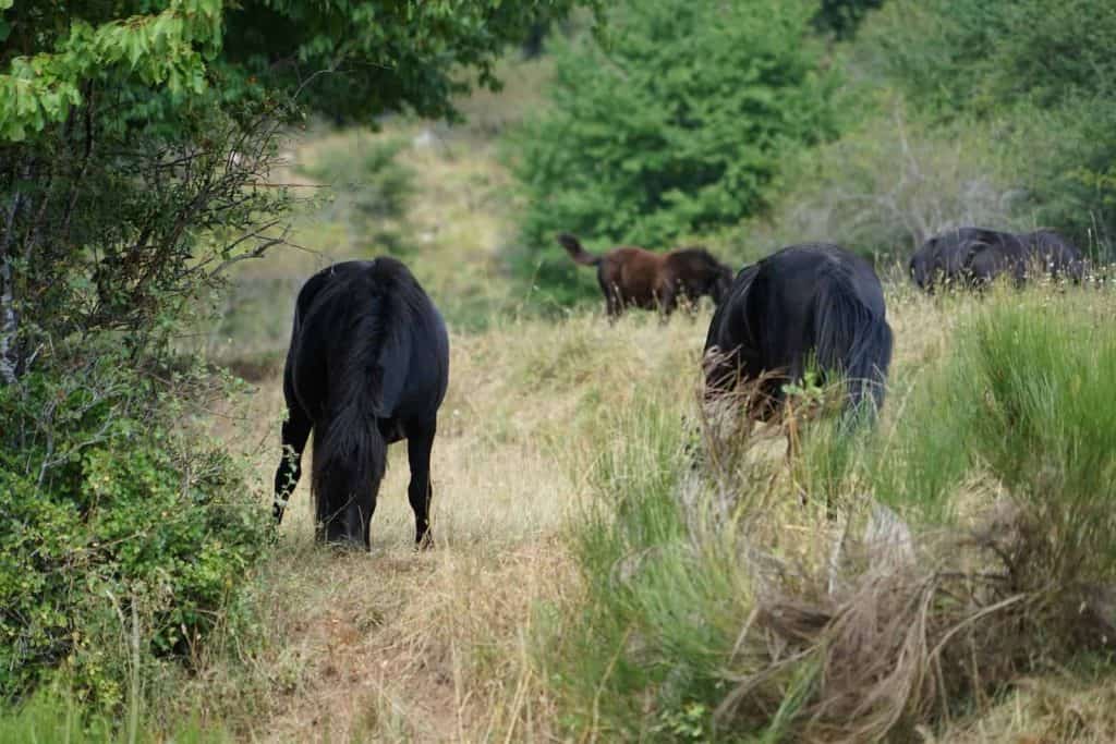 wild Pottoka horses in Spain