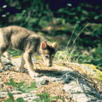Wolf pups in the South Veluwe of the Netherlands: the fourth Dutch wolf pack