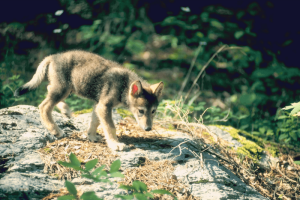 A young wolf pup looking for food on the ground.